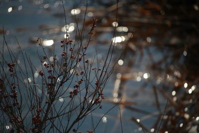 Close-up of plants against blurred background