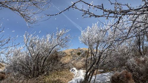 Bare trees against sky during winter