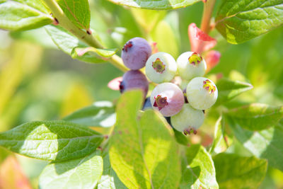 plant part