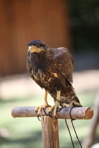 Close-up of owl perching on wooden post