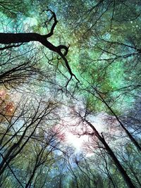 Low angle view of trees in forest