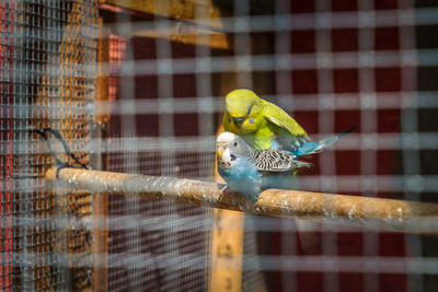 Close-up of parrot perching in cage