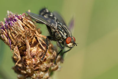 Close-up of insect on flower