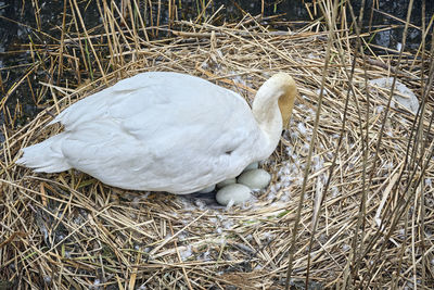 High angle view of bird in nest