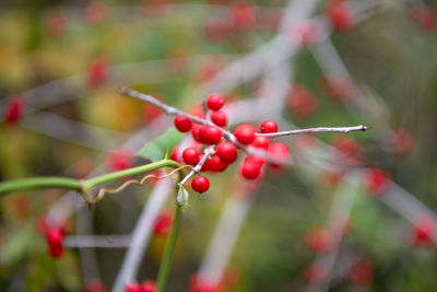 Close-up of red berries growing on plant