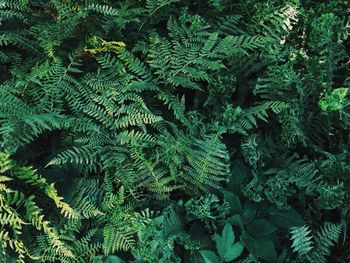 Close-up of pine tree