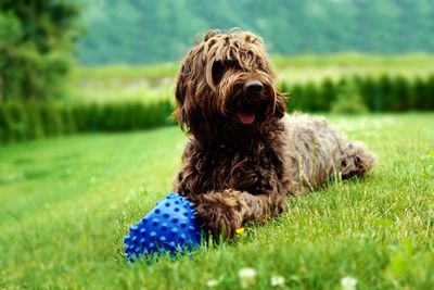 Dog sitting on field