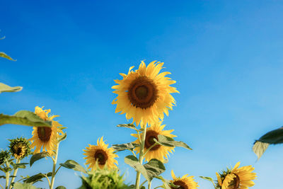 Low angle view of sunflower against blue sky