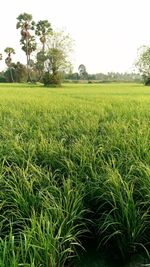 Scenic view of agricultural field against sky