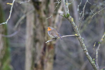 Close-up of robin  perching on branch