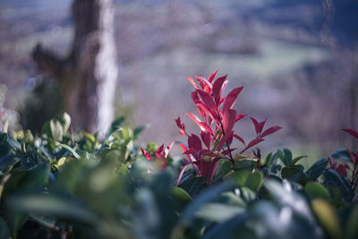 Close-up of red flowering plant