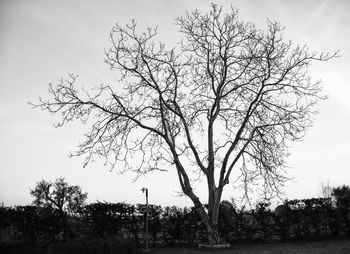 Bird flying over trees against sky