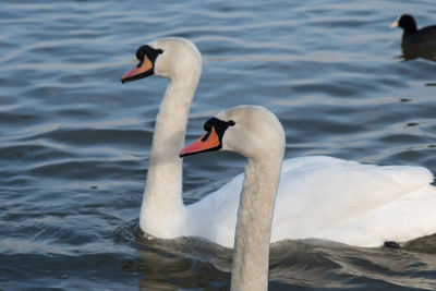 Swan floating on lake