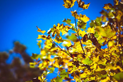 Low angle view of yellow tree against blue sky