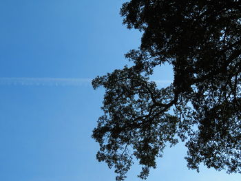 Low angle view of tree against clear blue sky