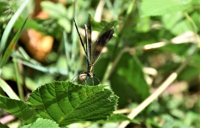 Close-up of dragon-fly on leaf