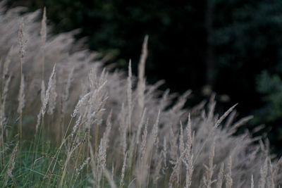 Close-up of stalks in field