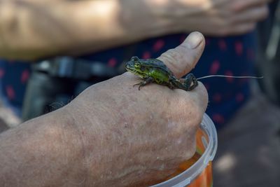 Close-up of hand holding insect