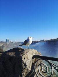 Seagull perching on a sea against clear blue sky
