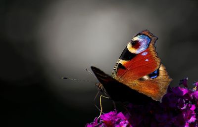 Close-up of butterfly perching on purple flower