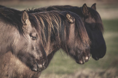 Close-up of horse in ranch