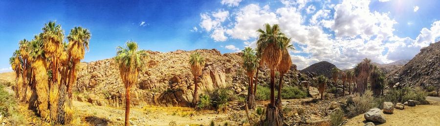 Panoramic shot of cactus plants against cloudy sky