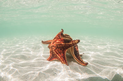 Starfish swimming in sea