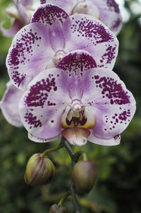 Close-up of purple orchid flower