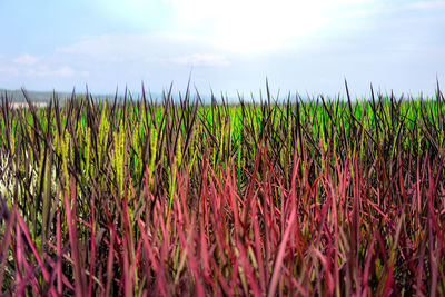 Crops growing on field against sky