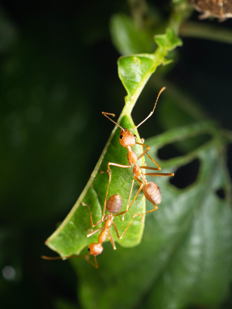 CLOSE-UP OF INSECT