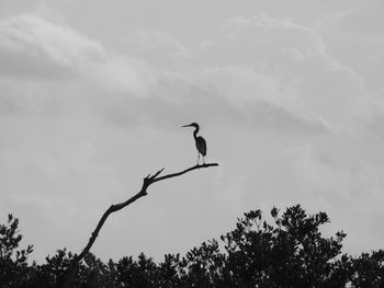 Low angle view of bird perching on a tree