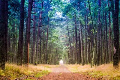 Dirt road passing through forest