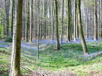Close-up of tree trunk against sky