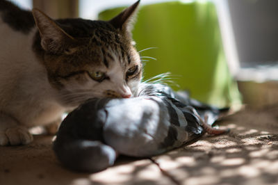 Close-up of a cat resting