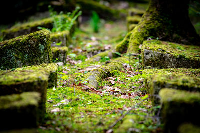 Close-up of moss growing on rock