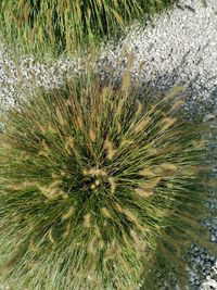 High angle view of plant in sea