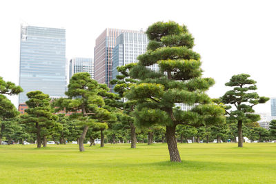 Trees growing in park against buildings in city