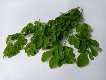 Close-up of fresh green leaves on table against white background