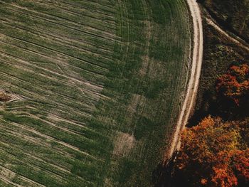 High angle view of trees on field