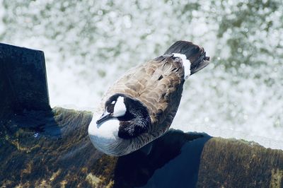 Close-up side view of a duck on sluice
