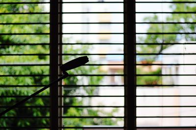 Close-up of bird perching in cage