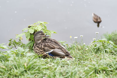 Bird in a lake