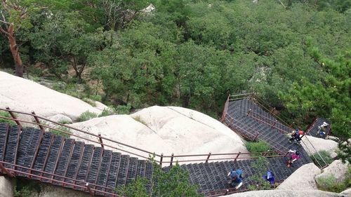 High angle view of plants