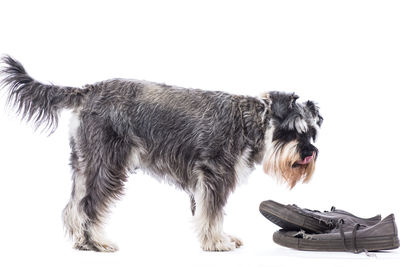 Dog looking at white background