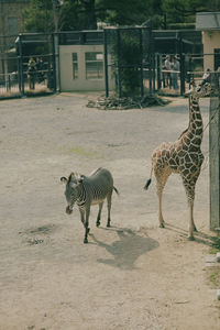 Close-up of zebra crossing