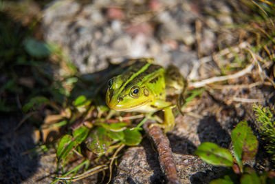 A beautiful common green water frog enjoying sunbathing in a natural habitat at the forest pond. 