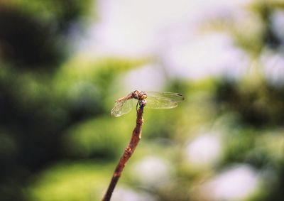 Close-up of insect on plant