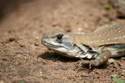 Close-up of lizard on field