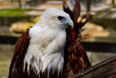 Close-up of a bird