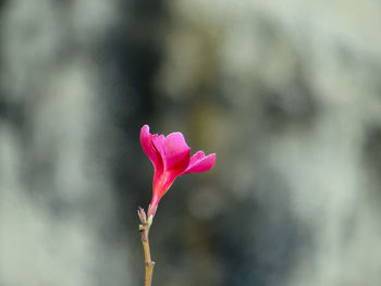 Close-up of pink rose flower